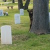 Cemetery Bear: Little feller likes to play peek a boo